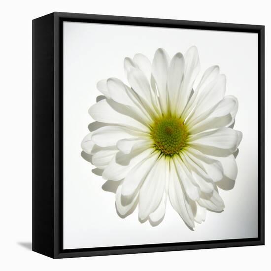 White Daisy-Gail Peck-Framed Premier Image Canvas