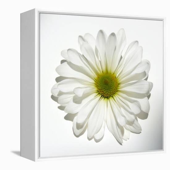 White Daisy-Gail Peck-Framed Premier Image Canvas