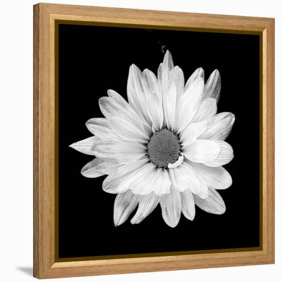 White Daisy-Gail Peck-Framed Premier Image Canvas