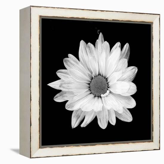 White Daisy-Gail Peck-Framed Premier Image Canvas