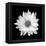 White Daisy-Gail Peck-Framed Premier Image Canvas