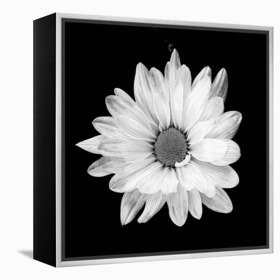 White Daisy-Gail Peck-Framed Premier Image Canvas