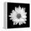 White Daisy-Gail Peck-Framed Premier Image Canvas