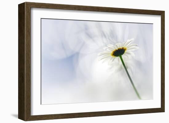 White Daisy-Ursula Abresch-Framed Photographic Print