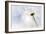 White Daisy-Ursula Abresch-Framed Photographic Print