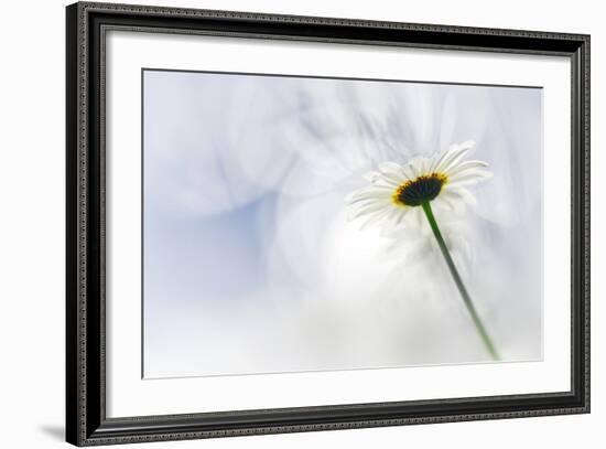 White Daisy-Ursula Abresch-Framed Photographic Print