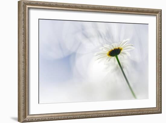 White Daisy-Ursula Abresch-Framed Photographic Print