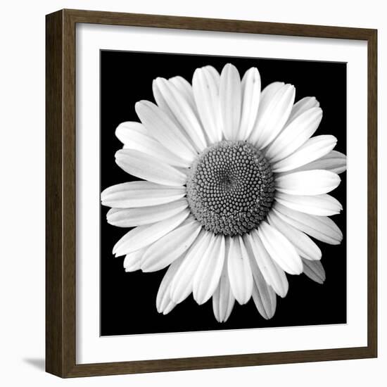 White Daisy-Sabine Jacobs-Framed Photographic Print