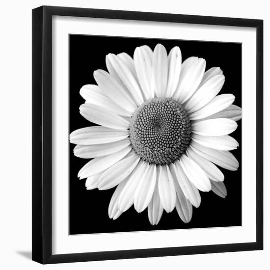 White Daisy-Sabine Jacobs-Framed Photographic Print