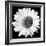 White Daisy-Sabine Jacobs-Framed Photographic Print