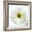 White Daisy-Gail Peck-Framed Photographic Print