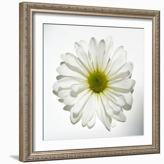 White Daisy-Gail Peck-Framed Photographic Print