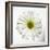 White Daisy-Gail Peck-Framed Photographic Print