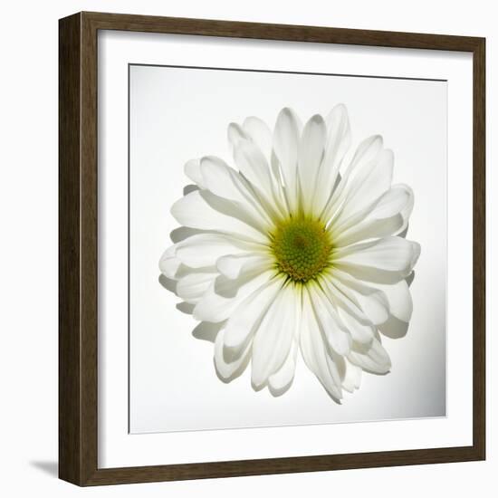 White Daisy-Gail Peck-Framed Photographic Print