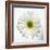 White Daisy-Gail Peck-Framed Photographic Print