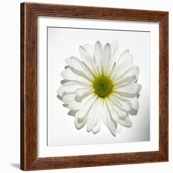 White Daisy-Gail Peck-Framed Photographic Print