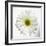 White Daisy-Gail Peck-Framed Photographic Print