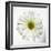 White Daisy-Gail Peck-Framed Photographic Print