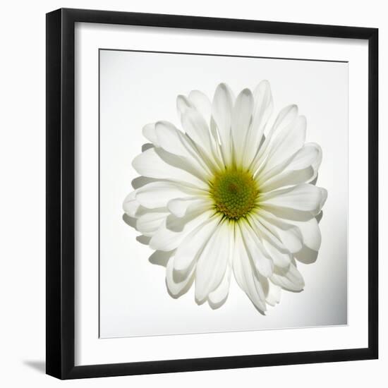 White Daisy-Gail Peck-Framed Photographic Print