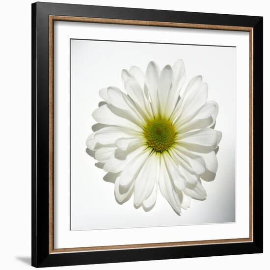 White Daisy-Gail Peck-Framed Photographic Print