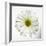 White Daisy-Gail Peck-Framed Photographic Print