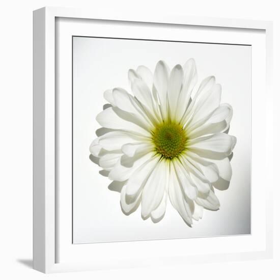 White Daisy-Gail Peck-Framed Photographic Print