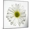 White Daisy-Gail Peck-Mounted Photographic Print