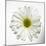 White Daisy-Gail Peck-Mounted Photographic Print