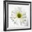 White Daisy-Gail Peck-Framed Photographic Print