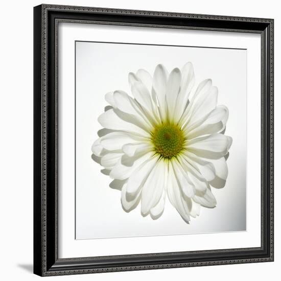 White Daisy-Gail Peck-Framed Photographic Print