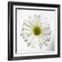 White Daisy-Gail Peck-Framed Photographic Print