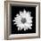 White Daisy-Gail Peck-Framed Photographic Print