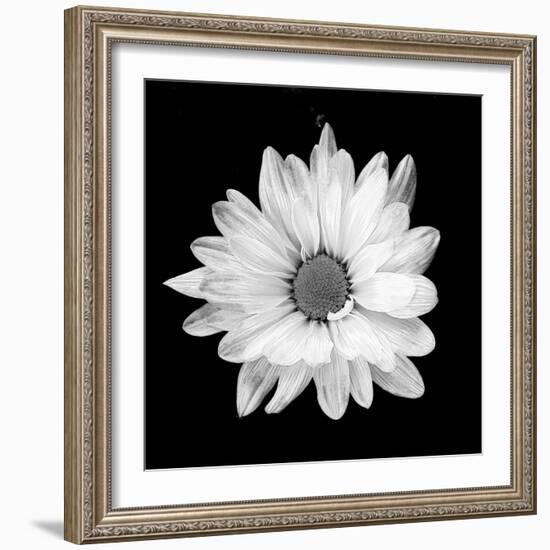 White Daisy-Gail Peck-Framed Photographic Print