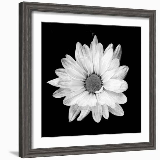 White Daisy-Gail Peck-Framed Photographic Print