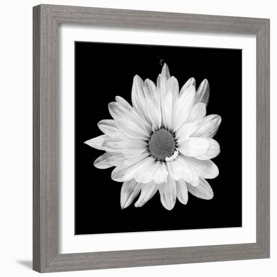 White Daisy-Gail Peck-Framed Photographic Print