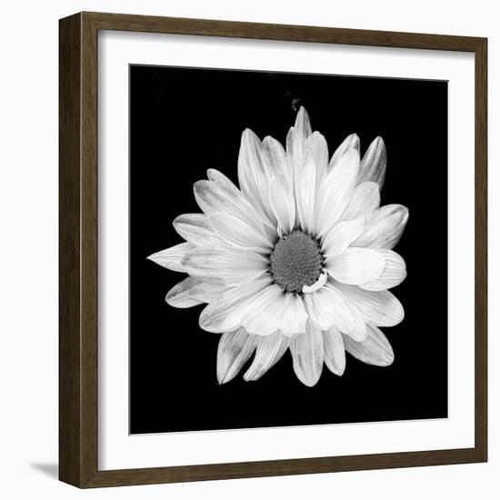 White Daisy-Gail Peck-Framed Photographic Print