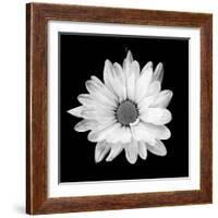 White Daisy-Gail Peck-Framed Photographic Print