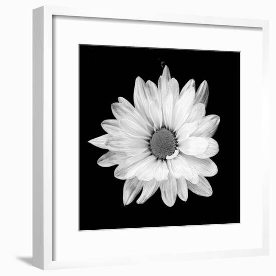 White Daisy-Gail Peck-Framed Photographic Print