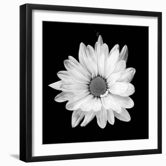 White Daisy-Gail Peck-Framed Photographic Print