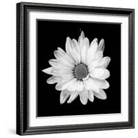 White Daisy-Gail Peck-Framed Photographic Print