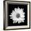 White Daisy-Gail Peck-Framed Photographic Print