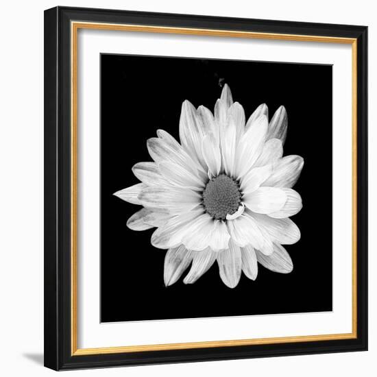 White Daisy-Gail Peck-Framed Photographic Print