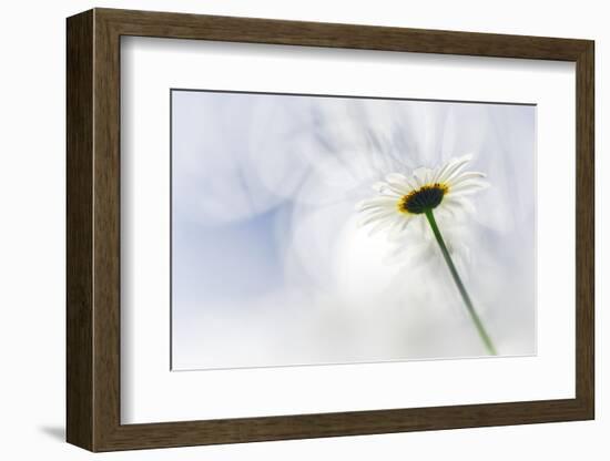 White Daisy-Ursula Abresch-Framed Photographic Print