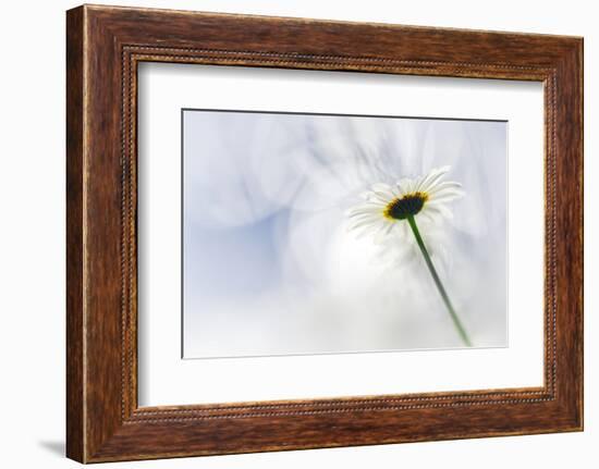 White Daisy-Ursula Abresch-Framed Photographic Print