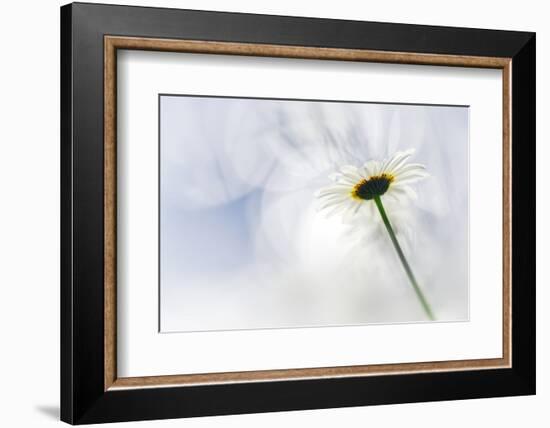 White Daisy-Ursula Abresch-Framed Photographic Print