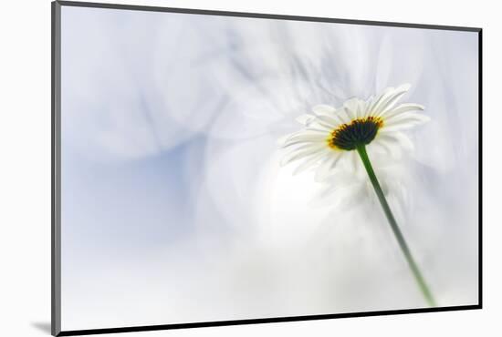 White Daisy-Ursula Abresch-Mounted Photographic Print