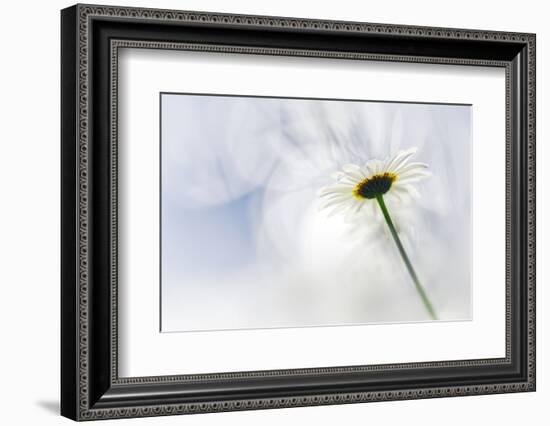 White Daisy-Ursula Abresch-Framed Photographic Print