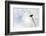 White Daisy-Ursula Abresch-Framed Photographic Print