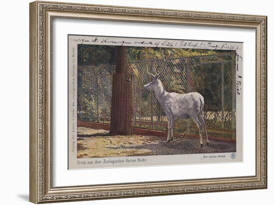 White Deer in the Zoo in Berlin-null-Framed Giclee Print