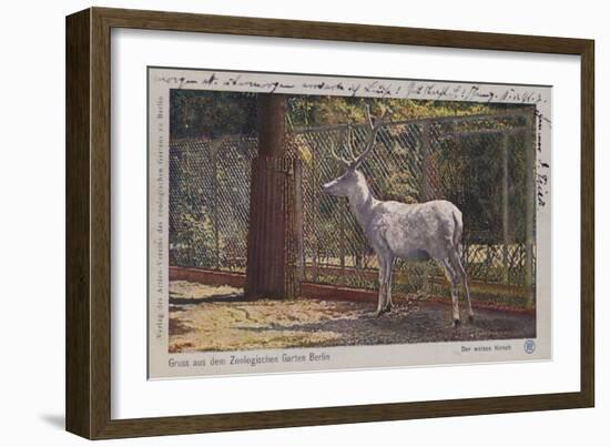 White Deer in the Zoo in Berlin-null-Framed Giclee Print